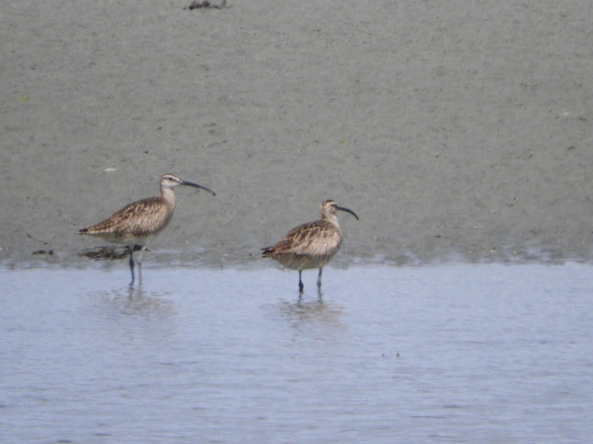 Whimbrel - ML456291131