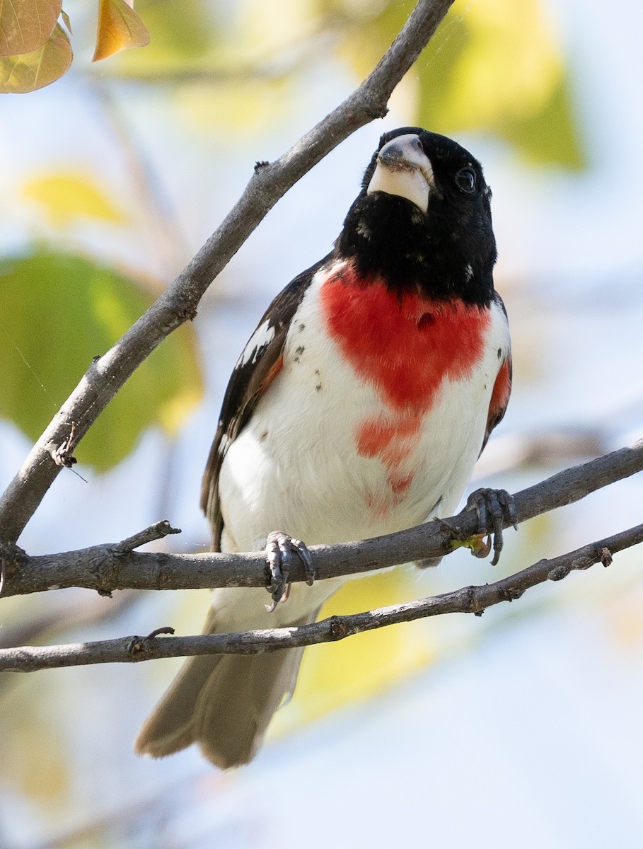 Rose-breasted Grosbeak - ML456291931