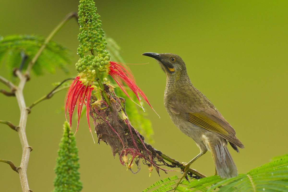 Western Wattled-Honeyeater - ML45629251