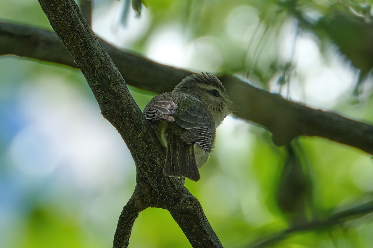 Warbling Vireo - ML456293011