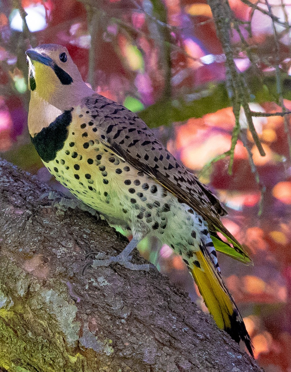 Northern Flicker (Yellow-shafted) - ML456293401