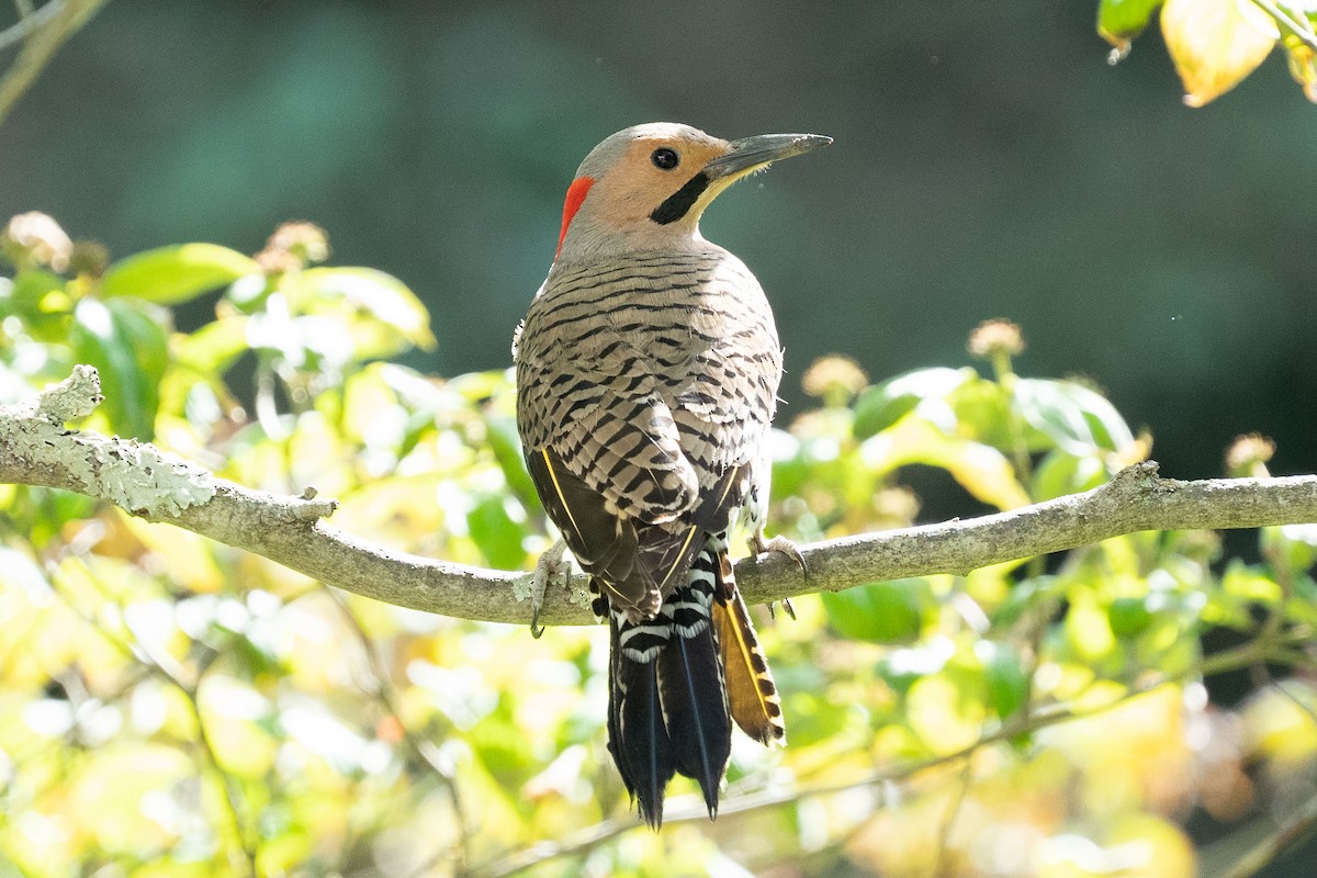 Northern Flicker (Yellow-shafted) - ML456293931