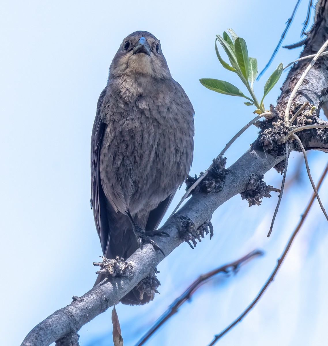 Brown-headed Cowbird - ML456294041