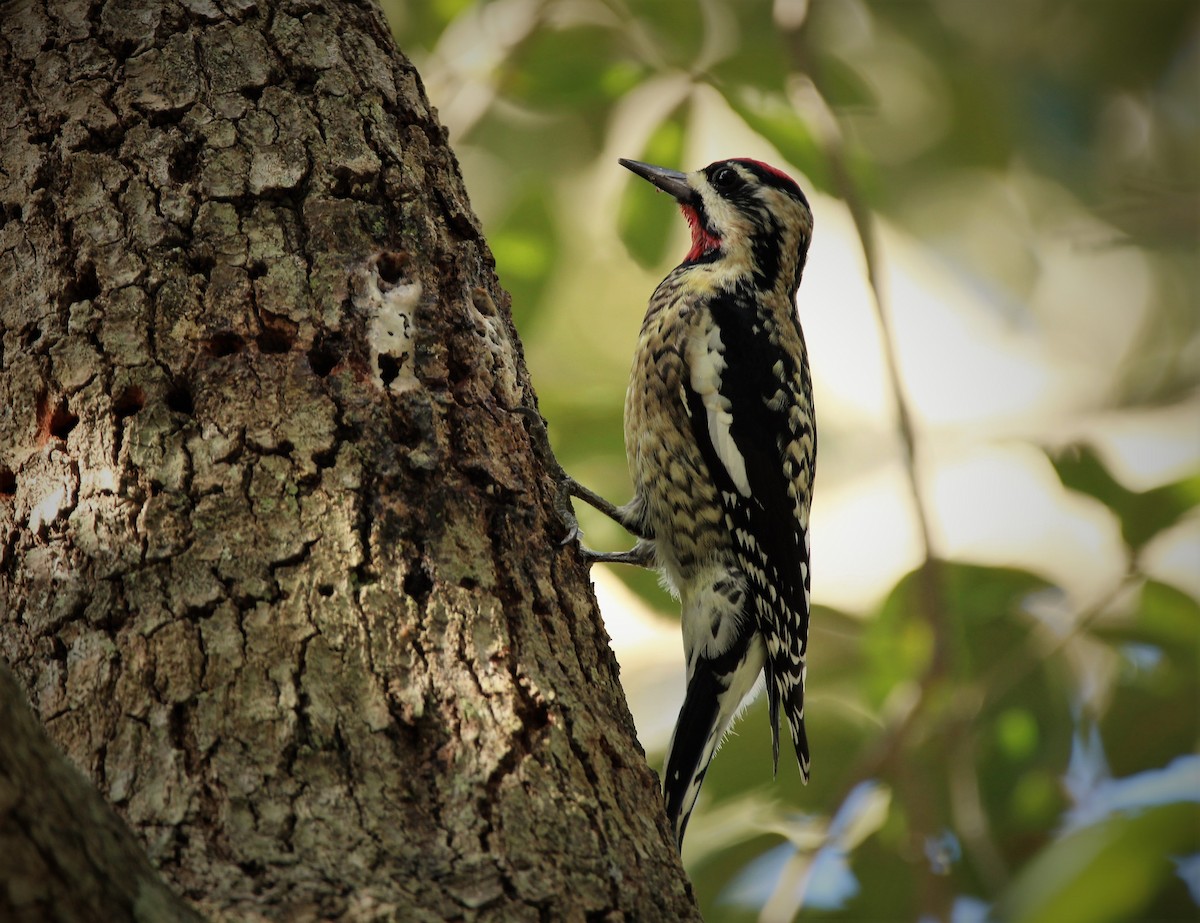 Yellow-bellied Sapsucker - ML45629461