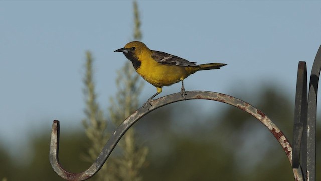 Oriole masqué (groupe nelsoni) - ML456294841