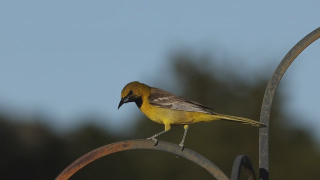 Oriole masqué (groupe nelsoni) - ML456294911