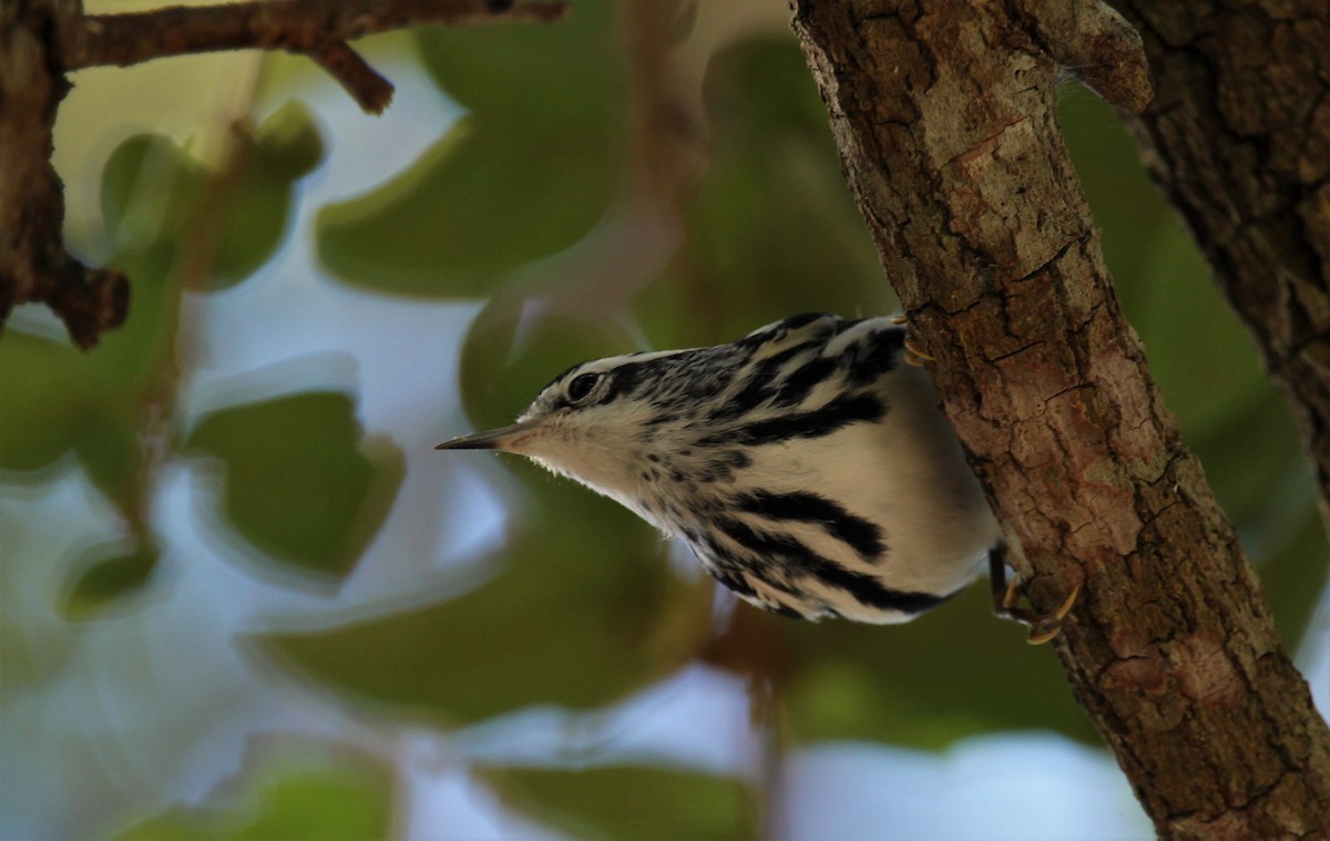 Black-and-white Warbler - ML45629531