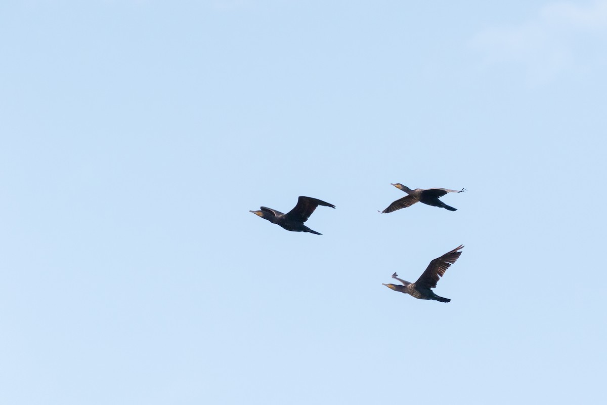 Great Cormorant - James Bennett