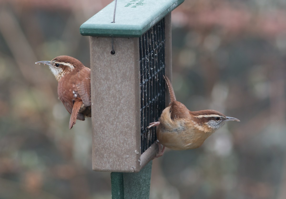 Carolina Wren - P Smith