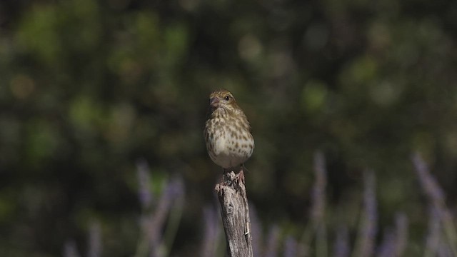 Purple Finch (Western) - ML456297181