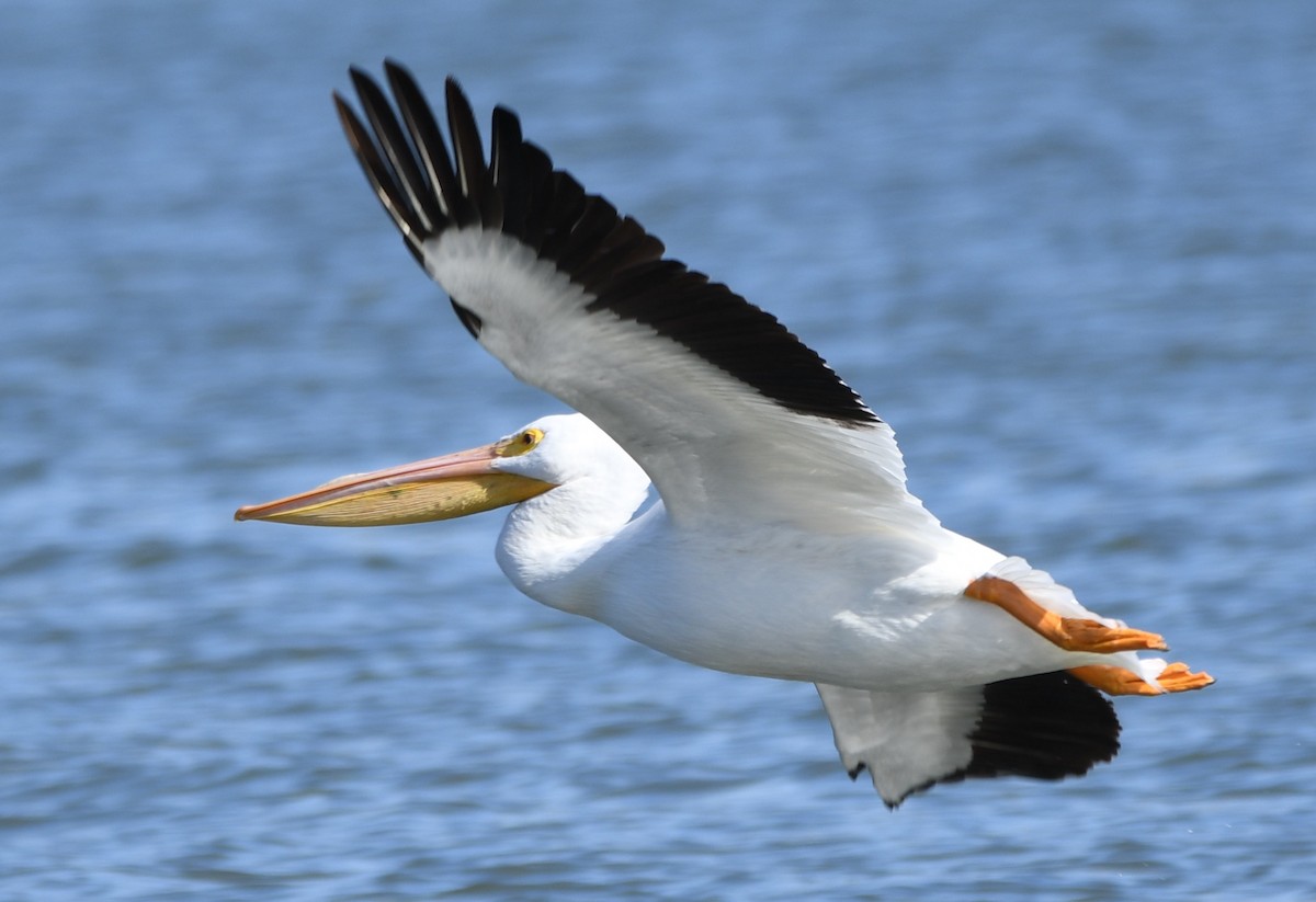 American White Pelican - Alan Prichard