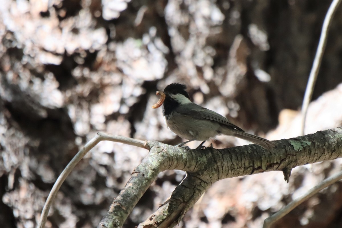 Mexican Chickadee - ML456297421