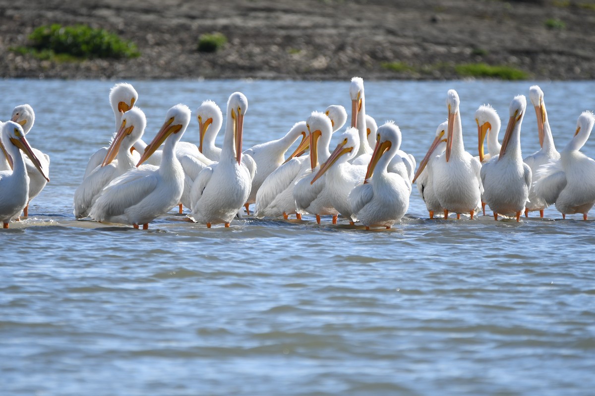 pelikán severoamerický - ML45629751