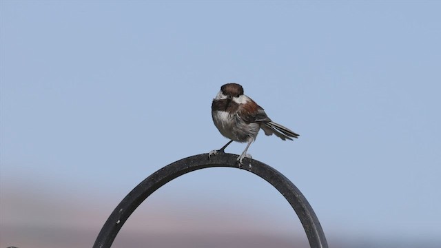 Chestnut-backed Chickadee - ML456297801