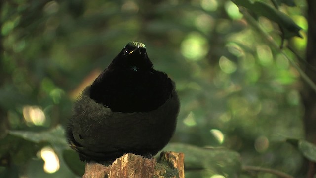 Victoria's Riflebird - ML456298