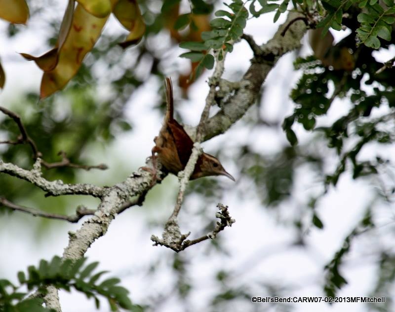 Carolina Wren - ML45629851