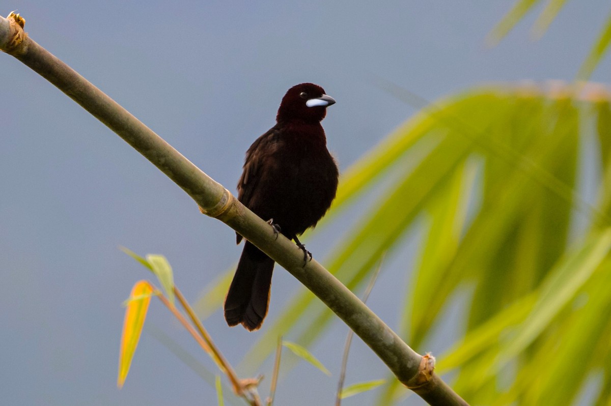 Silver-beaked Tanager - ML456298691