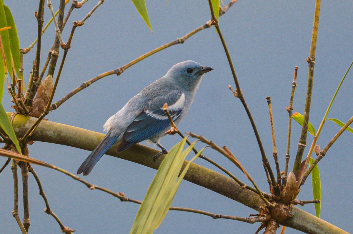 Blue-gray Tanager - ML456298751