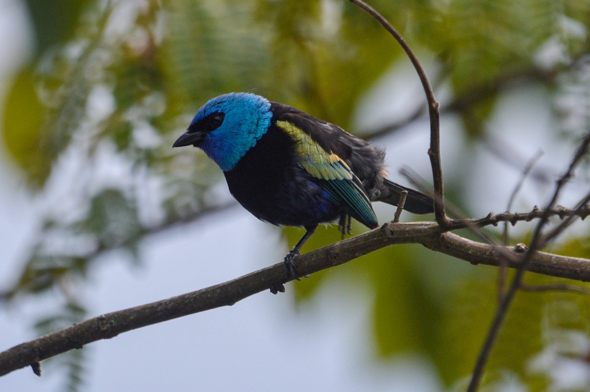 Blue-necked Tanager - ML456298831