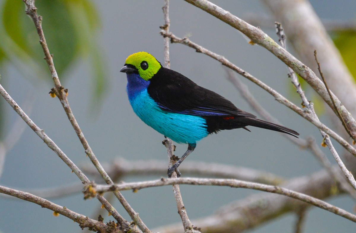 Paradise Tanager - ML456298861