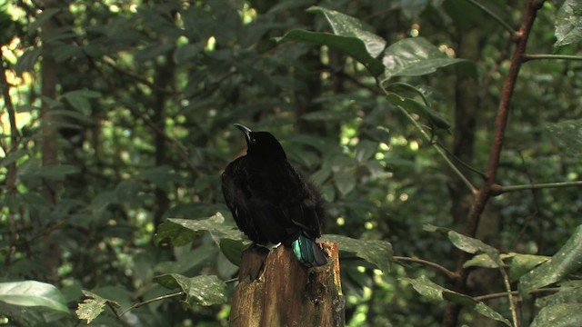 Victoria's Riflebird - ML456299