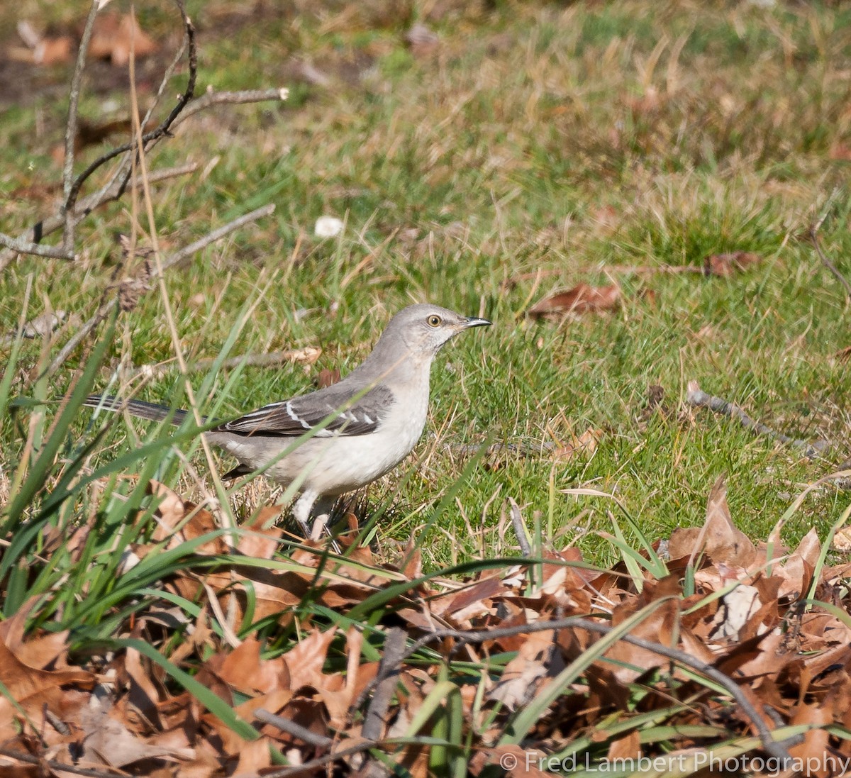 Northern Mockingbird - ML45629921