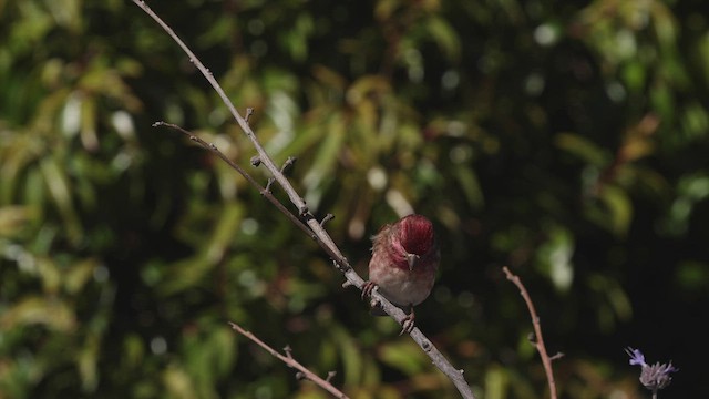 Roselin pourpré (californicus) - ML456299481