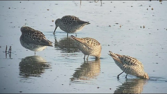 Bindenstrandläufer - ML456299581