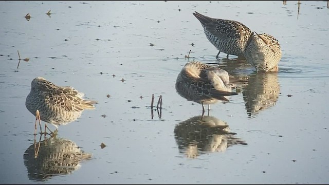 Bindenstrandläufer - ML456299591