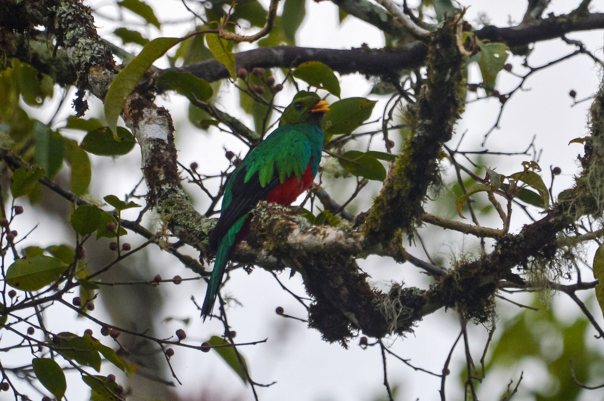 Golden-headed Quetzal - ML456299621