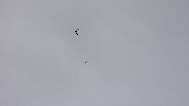 African Swift - ML456300411