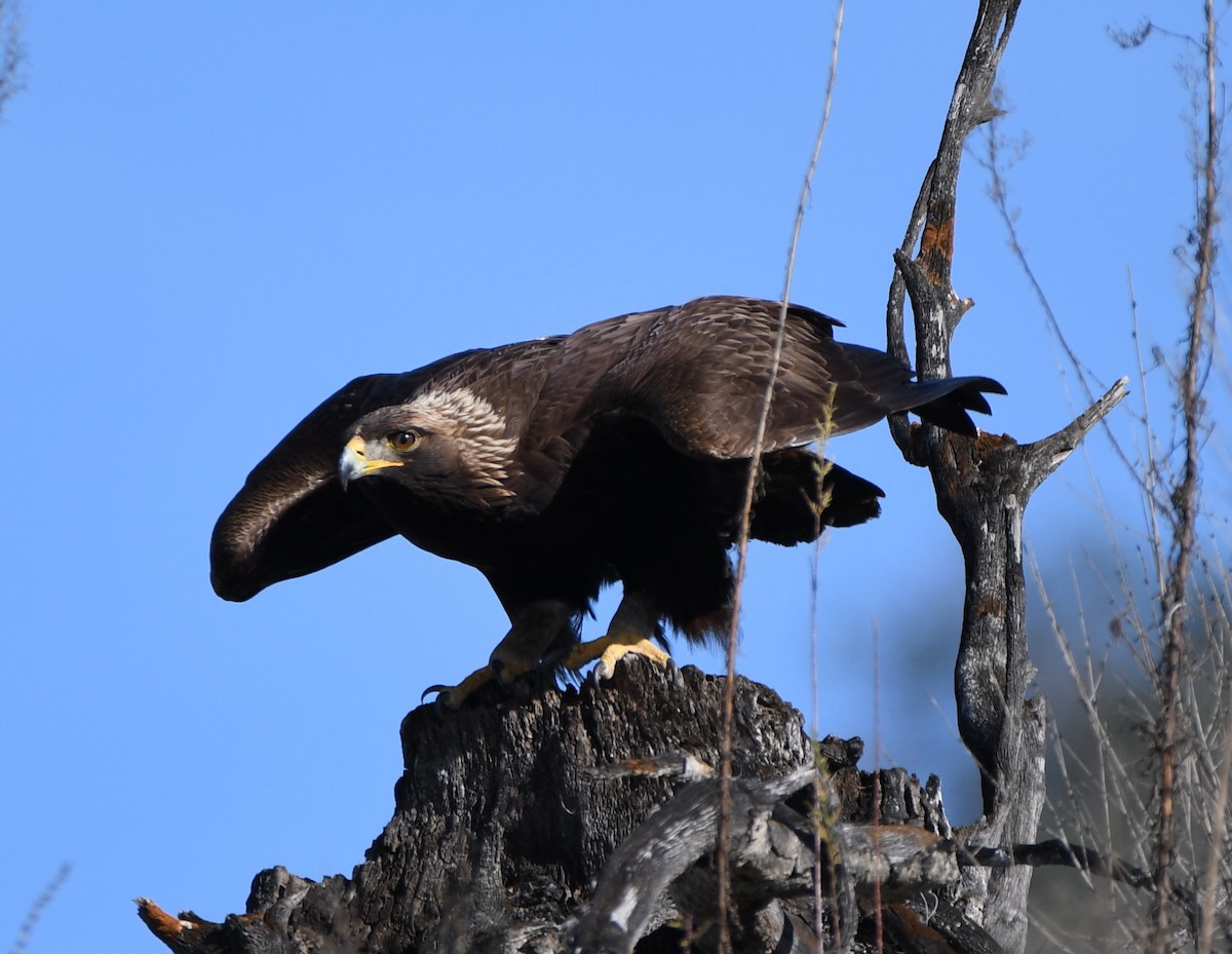 Golden Eagle - Alan Prichard