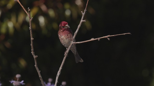 Purple Finch (Western) - ML456301341