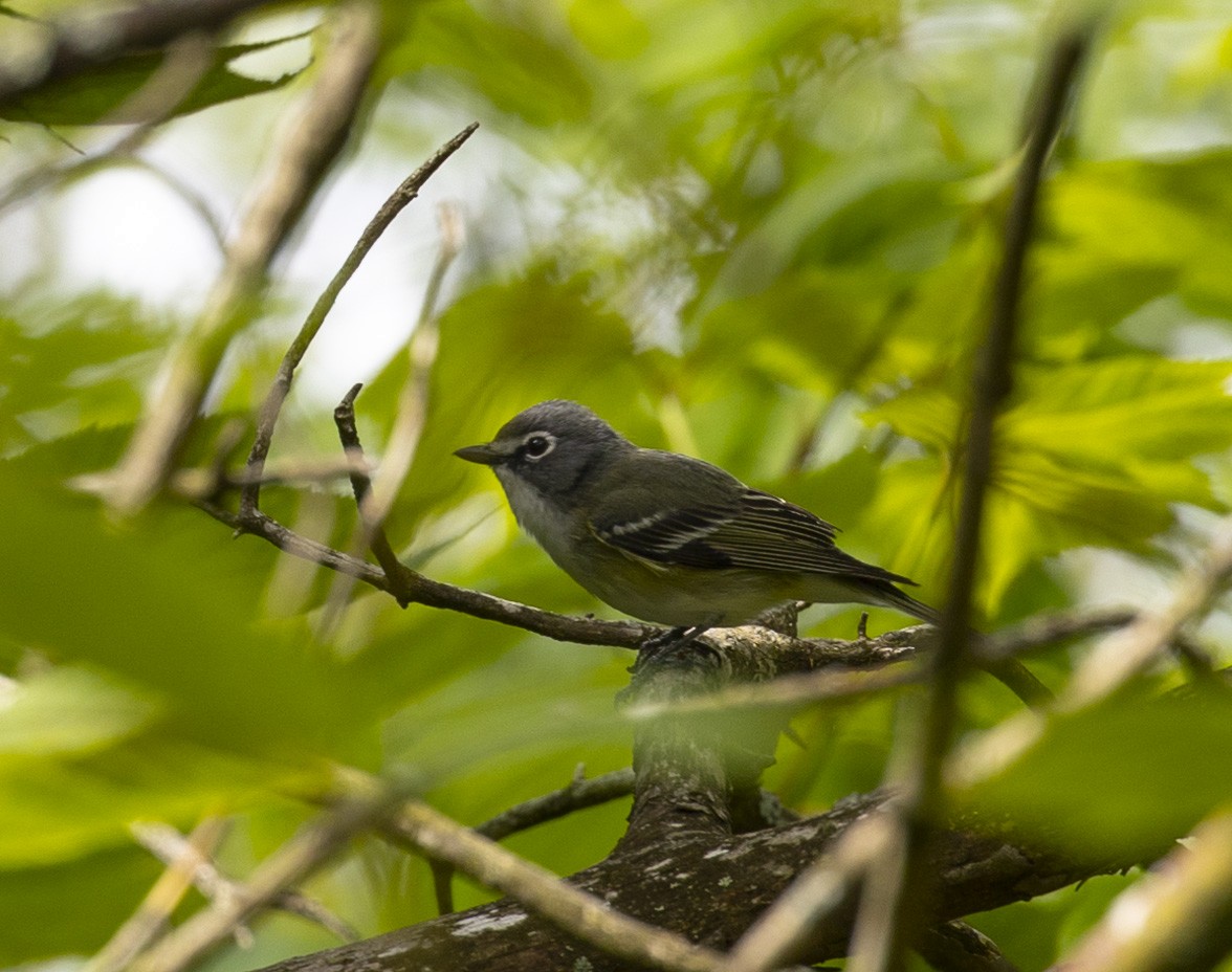 Blue-headed Vireo - ML456301681