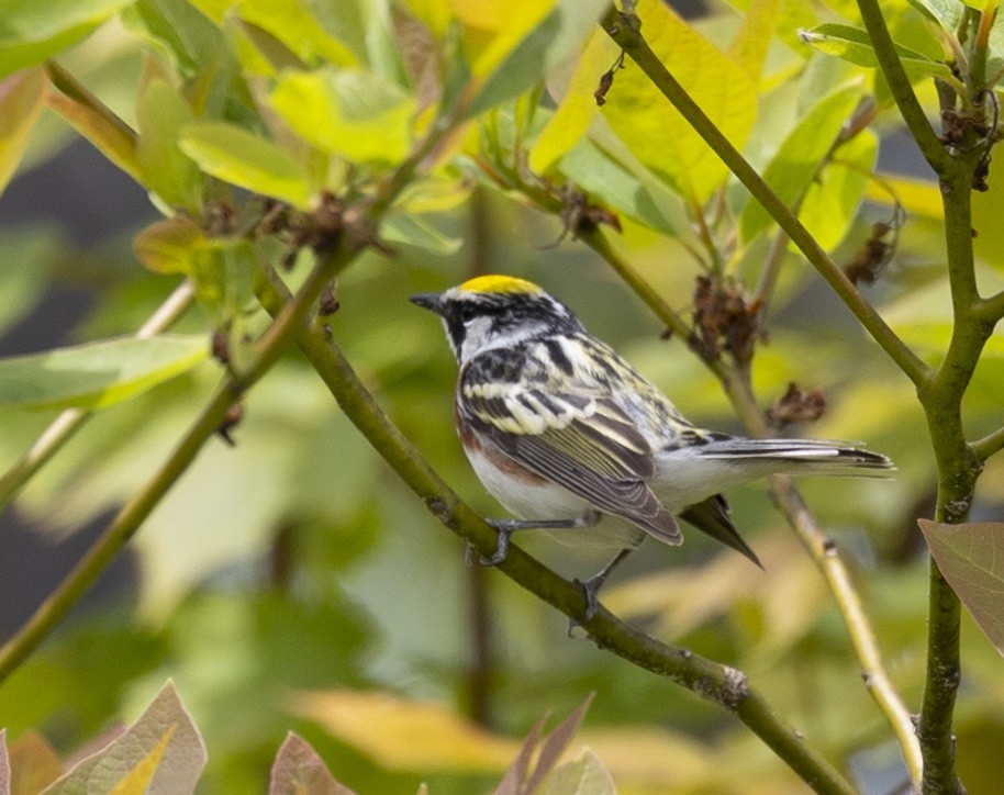 Chestnut-sided Warbler - ML456302071