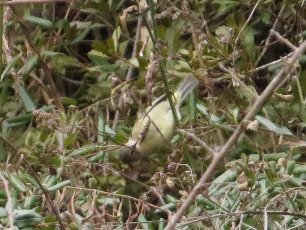 Orange-crowned Warbler - ML45630211