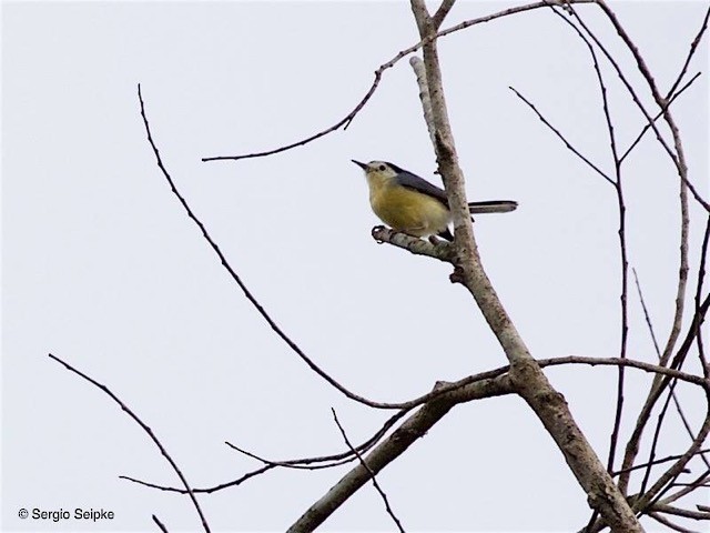 Creamy-bellied Gnatcatcher - ML45630291