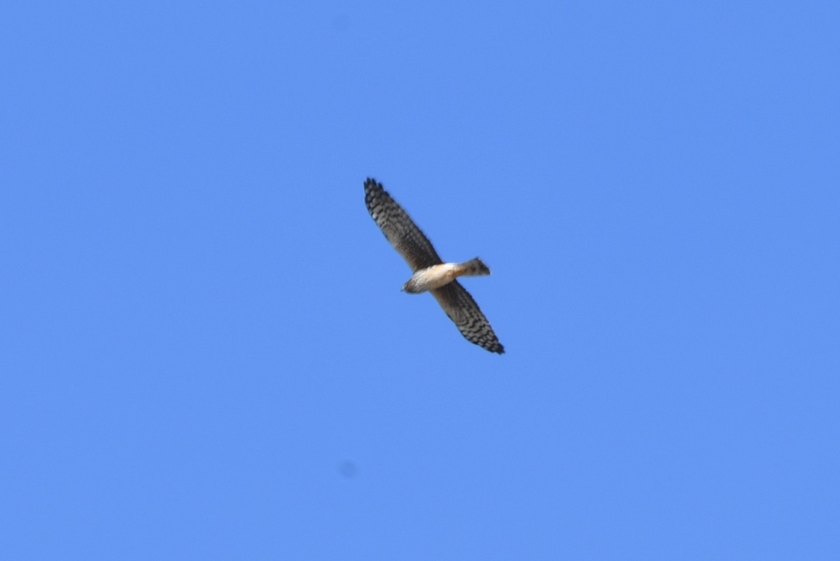 Northern Harrier - Alan Prichard