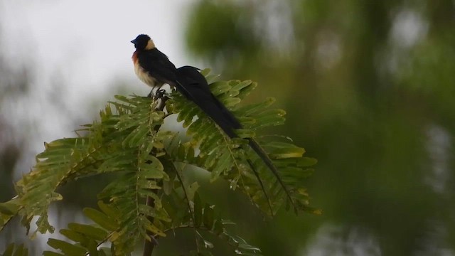 Eastern Paradise-Whydah - ML456303271