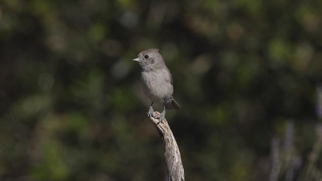 Oak Titmouse - ML456304271