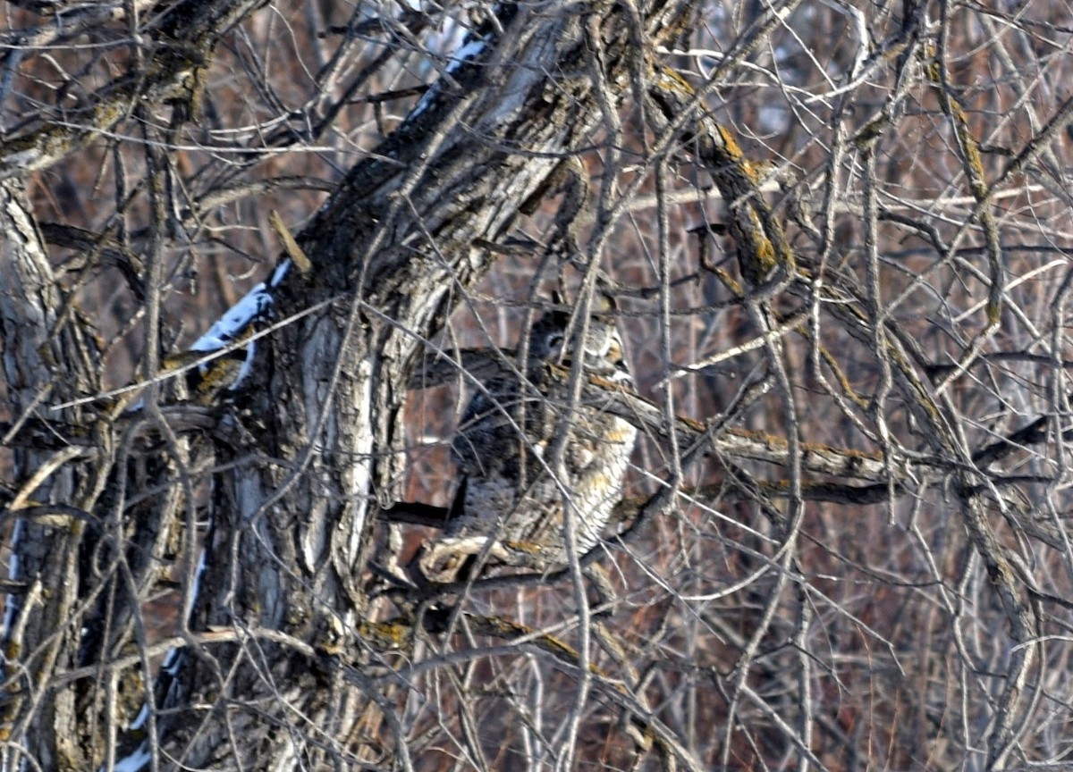 Great Horned Owl - ML45630471