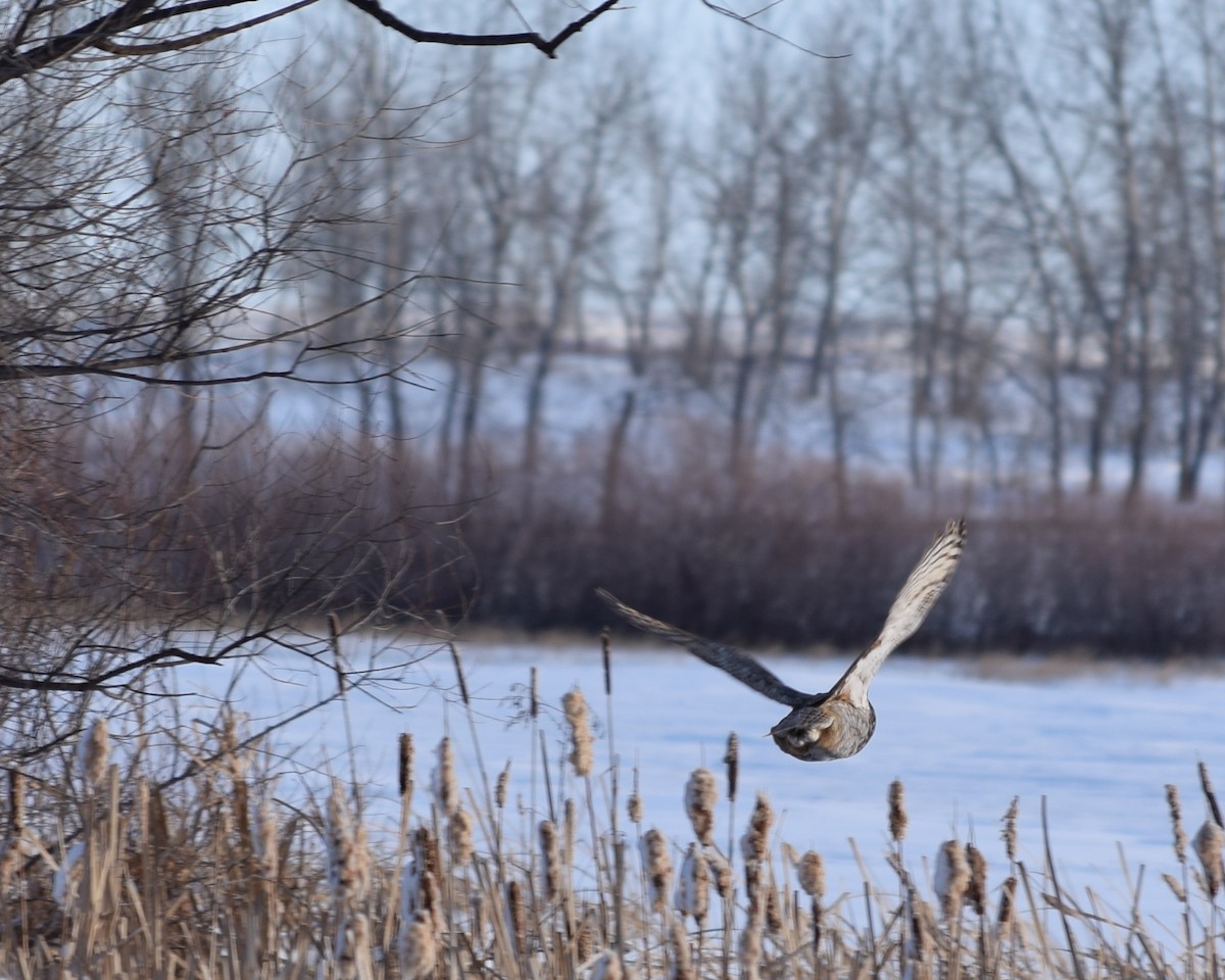 Great Horned Owl - ML45630491