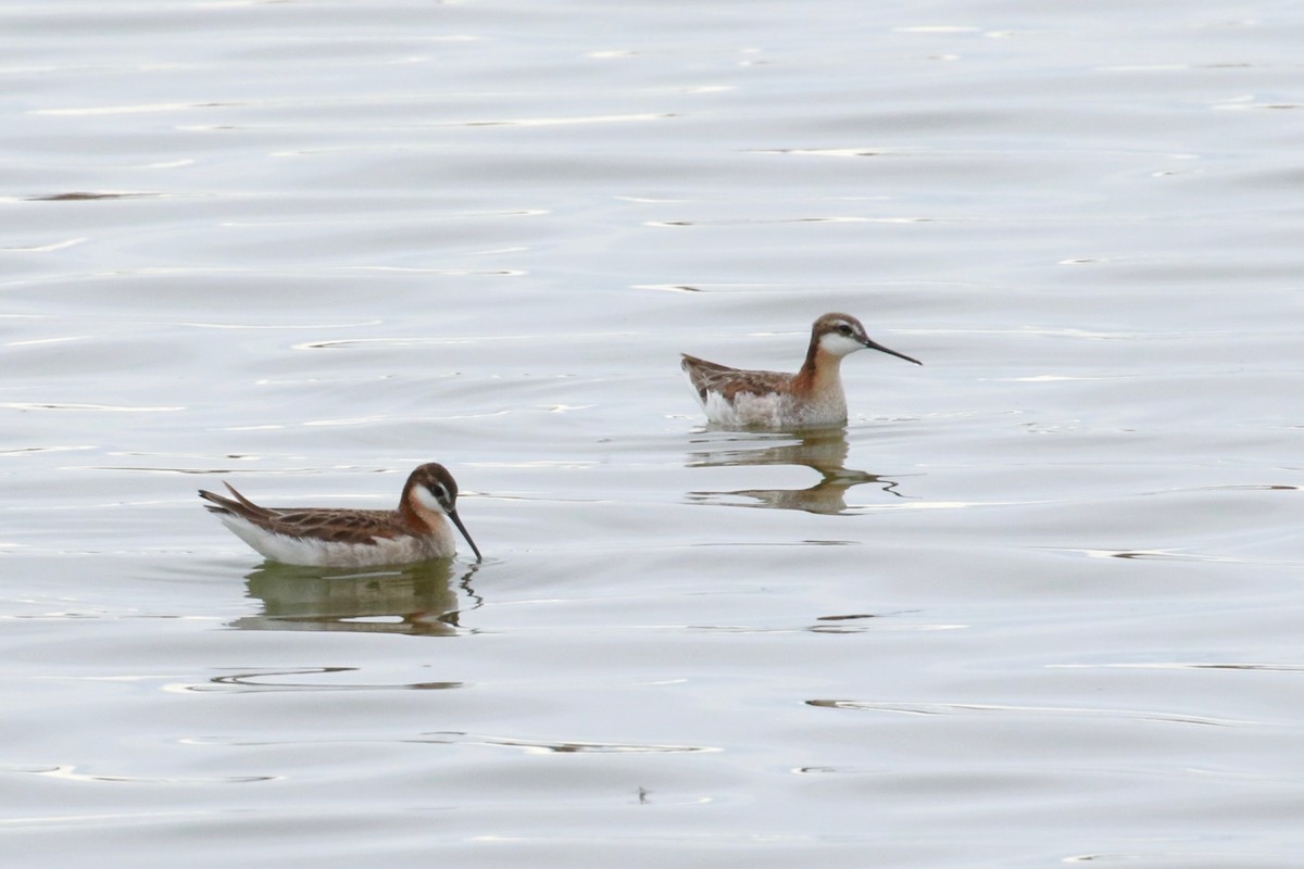Wilson's Phalarope - ML456305341