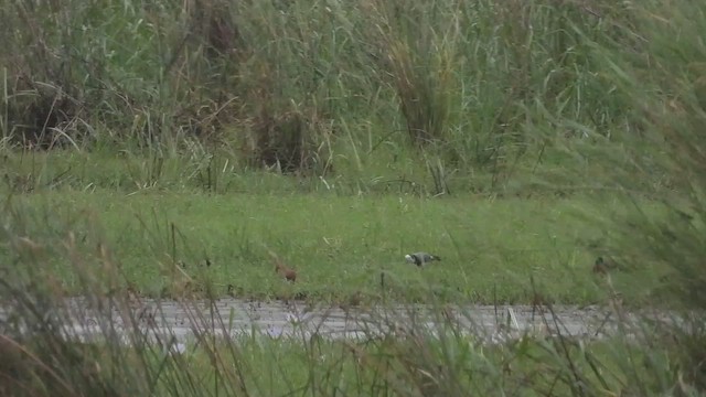 Long-toed Lapwing - ML456305351