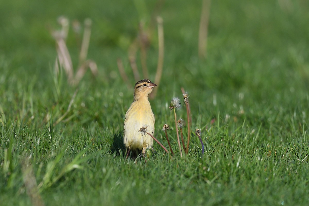 Bobolink - ML456305371