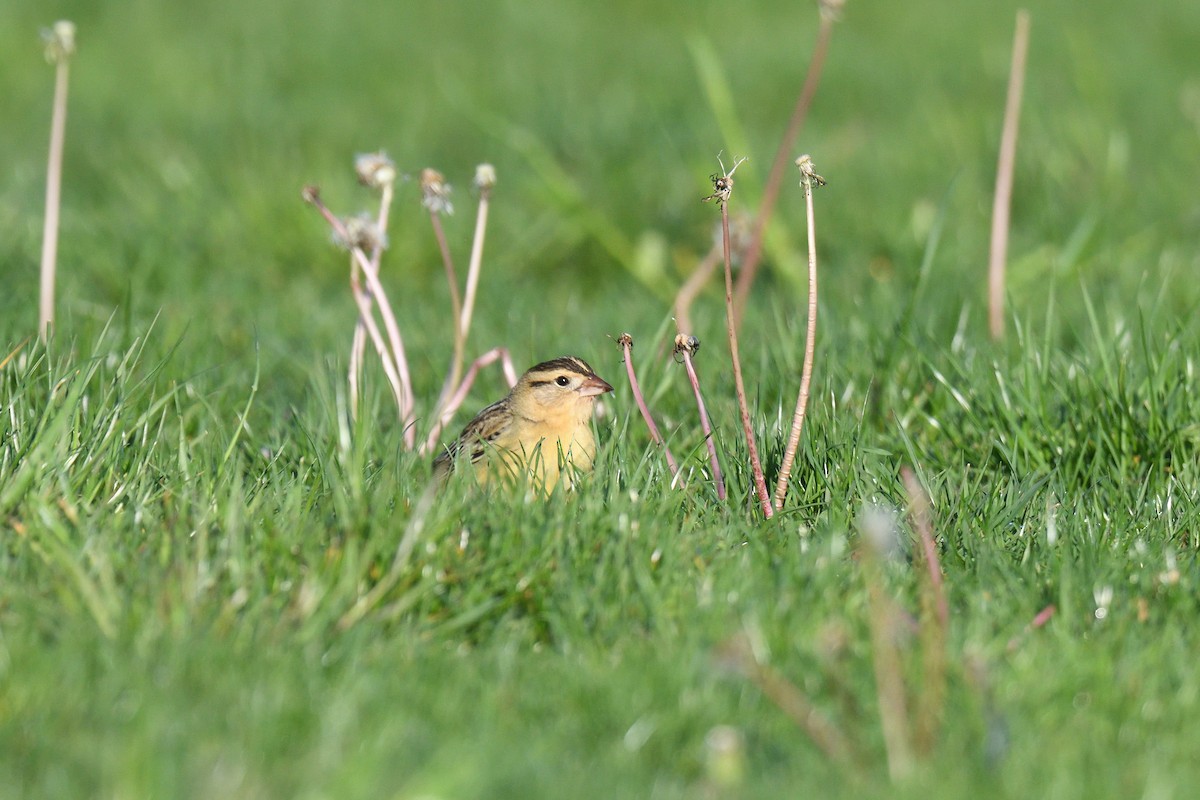 Bobolink - ML456305381