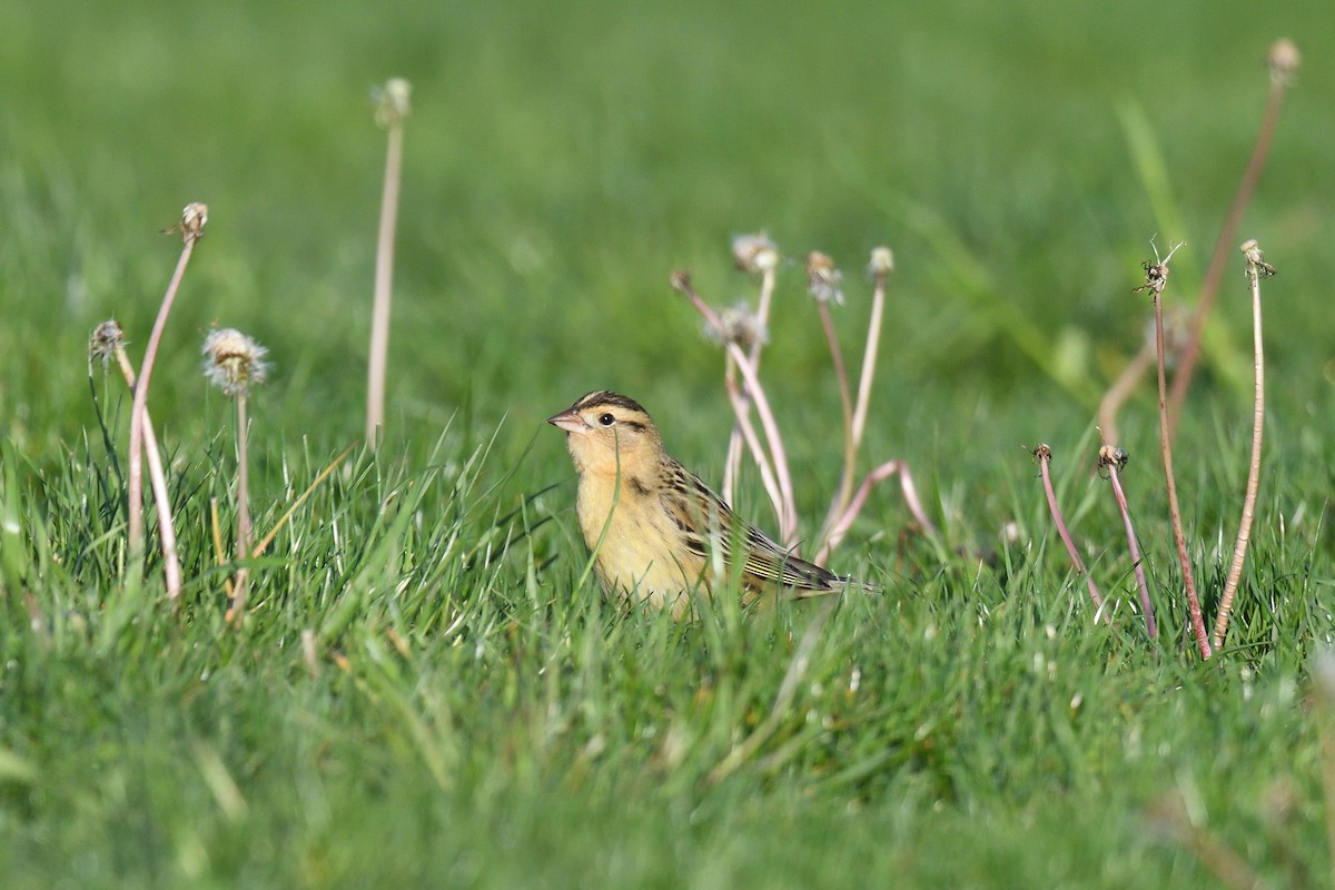 Bobolink - ML456305391