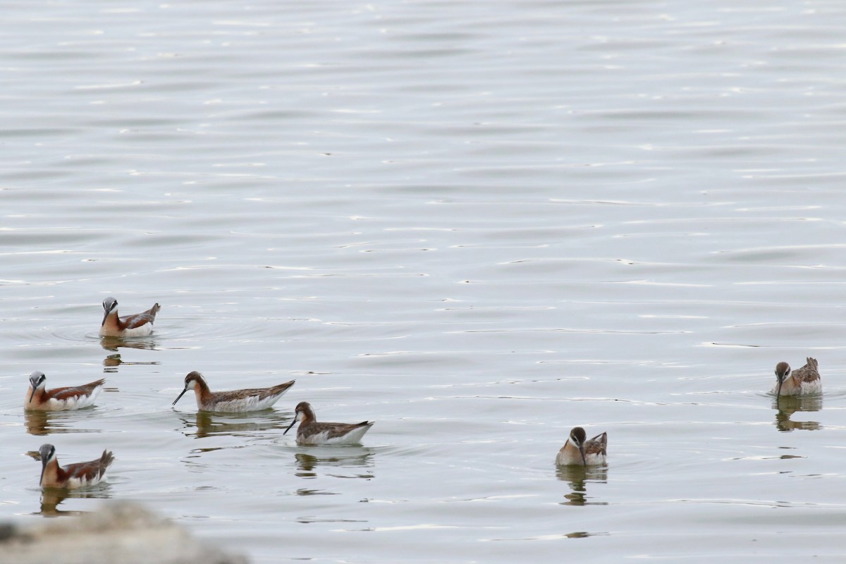 Wilson's Phalarope - ML456305401