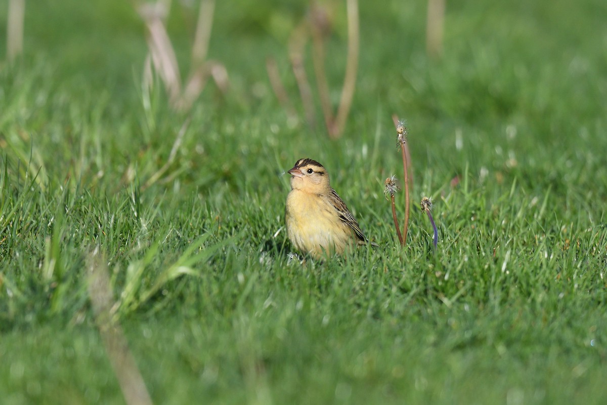 Bobolink - ML456305411