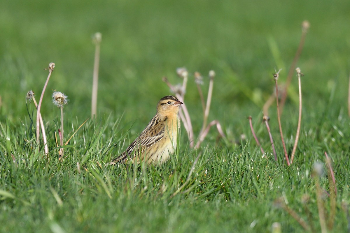 Bobolink - ML456305421